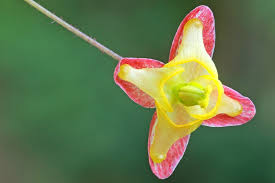 Attēlu rezultāti vaicājumam “Epimedium alpinum”