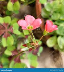 Attēlu rezultāti vaicājumam “Oxalidaceae”