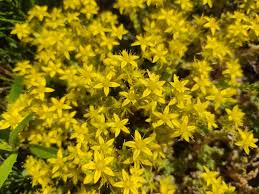 Image result for Sedum acre