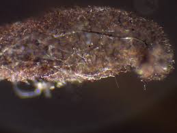 Attēlu rezultāti vaicājumam “Stemonaria irregularis stalked”