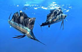 Image result for Istiophorus platypterus