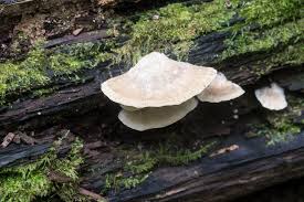 Attēlu rezultāti vaicājumam “Tyromyces chioneus”