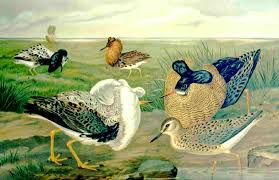 Attēlu rezultāti vaicājumam “Philomachus pugnax”