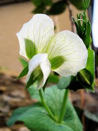 Attēlu rezultāti vaicājumam “Pisum sativum flower”