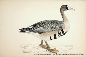 Attēlu rezultāti vaicājumam “Anser albifrons”