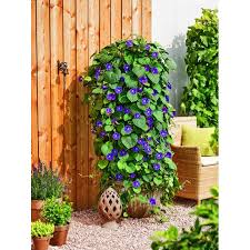 Image result for Prunkwinde