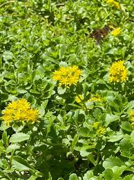 Attēlu rezultāti vaicājumam “Sedum aizoon”