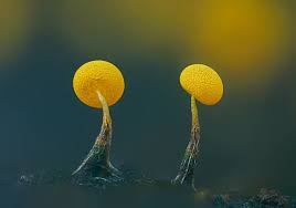 Attēlu rezultāti vaicājumam “Physarum bivalve young”