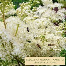 Attēlu rezultāti vaicājumam “Filipendula ulmaria”