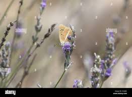 Attēlu rezultāti vaicājumam “Agrodiaetus damon underside”