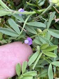 Attēlu rezultāti vaicājumam “Vicia lathyroides”