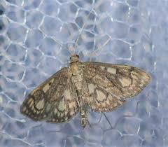 Attēlu rezultāti vaicājumam “Anania stachydalis”