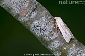 Attēlu rezultāti vaicājumam “Mythimna impura”