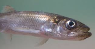 Image result for Osmerus mordax