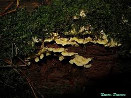 Attēlu rezultāti vaicājumam “Flaviporus citrinellus”