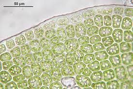 Attēlu rezultāti vaicājumam “Barbilophozia lycopodioides macro”