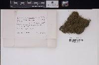 Attēlu rezultāti vaicājumam “Campylium chrysophyllum”