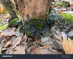 Attēlu rezultāti vaicājumam “Phellinus pini”