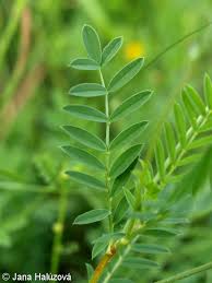 Image result for Onobrychis viciifolia