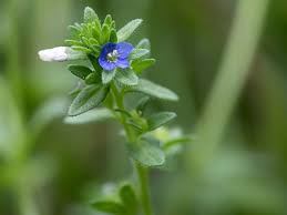 Attēlu rezultāti vaicājumam “Veronica arvensis flower”