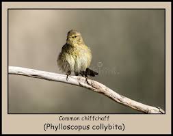 Attēlu rezultāti vaicājumam “Phylloscopus collybita”