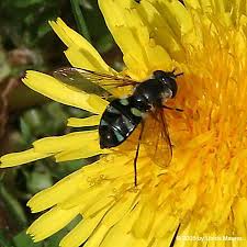 Attēlu rezultāti vaicājumam “Didea alneti”