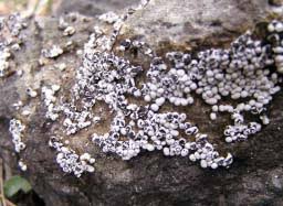 Attēlu rezultāti vaicājumam “Physarum rubiginosum plasmodium”