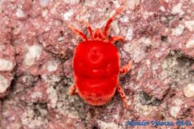 Attēlu rezultāti vaicājumam “Trombidiidae”