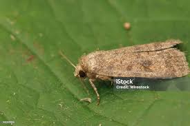 Attēlu rezultāti vaicājumam “Caradrina morpheus”