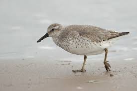 Attēlu rezultāti vaicājumam “Calidris canutus adult”
