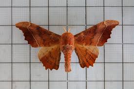 Attēlu rezultāti vaicājumam “Endromidae”