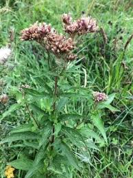 Image result for Eupatorium cannabinum