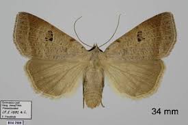 Attēlu rezultāti vaicājumam “Lygephila viciae”