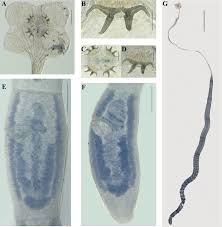 Image result for Bathytoshia centroura