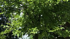 Attēlu rezultāti vaicājumam “Malus purpurea leaf”