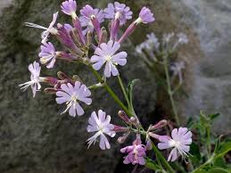 Attēlu rezultāti vaicājumam “Silene tatarica flower”