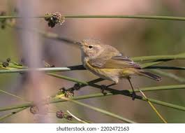 Image result for Phylloscopus ibericus