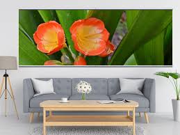 Attēlu rezultāti vaicājumam “Amarillidaceae”