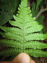 Attēlu rezultāti vaicājumam “Phegopteris connectilis”