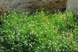 Attēlu rezultāti vaicājumam “Spergularia marina leaf”