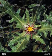 Image result for Cnicus benedictus