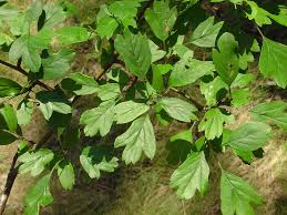 Attēlu rezultāti vaicājumam “Crataegus monogyna subsp. nordica”