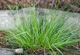 Attēlu rezultāti vaicājumam “Cribraria languescens stalked”