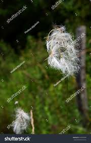 Attēlu rezultāti vaicājumam “Eriophorum latifolium flower”