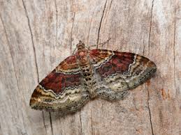 Attēlu rezultāti vaicājumam “Xanthorhoe spadicearia”