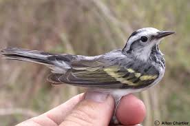 Image result for Dendroica pensylvanica