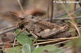 Attēlu rezultāti vaicājumam “Psophus stridulus”