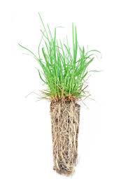 Attēlu rezultāti vaicājumam “Glyceria striata leaf”