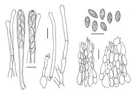 Attēlu rezultāti vaicājumam “Ascotremella faginea”