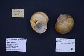 Attēlu rezultāti vaicājumam “Helicidae”